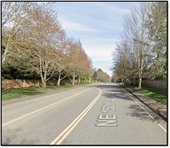 A road with trees on the side