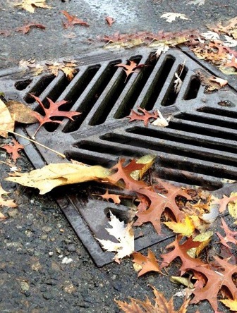 Fall Storm Drain